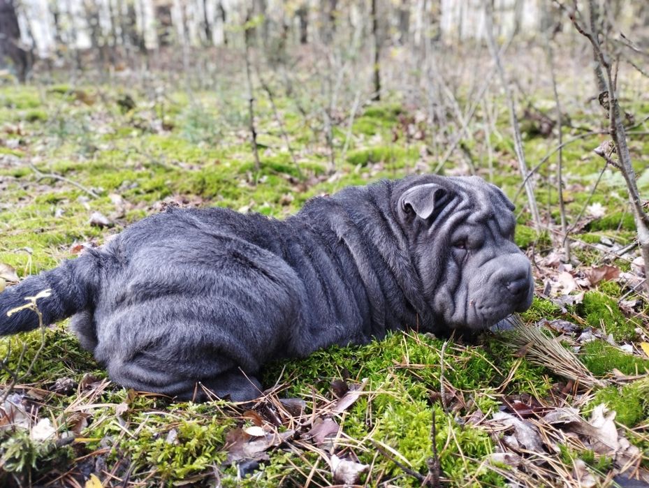 Shar pei suczka niebieska