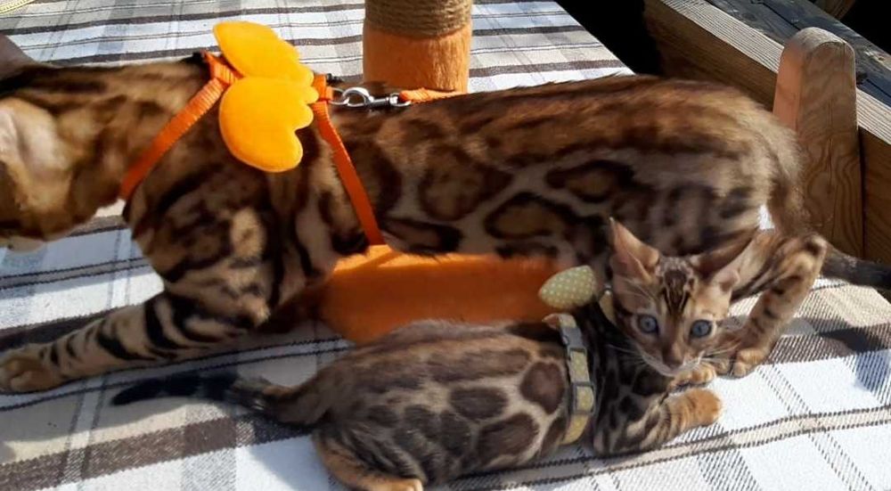 Елітний бенгальський хлопчик, весь в  татка! Велика 3D розетка