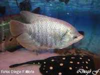 Gourami Gigante 19cm