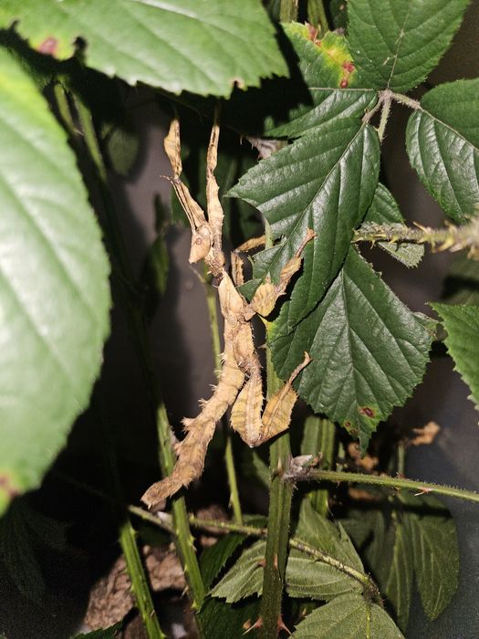 Straszyki australijskie 12 Sztuk