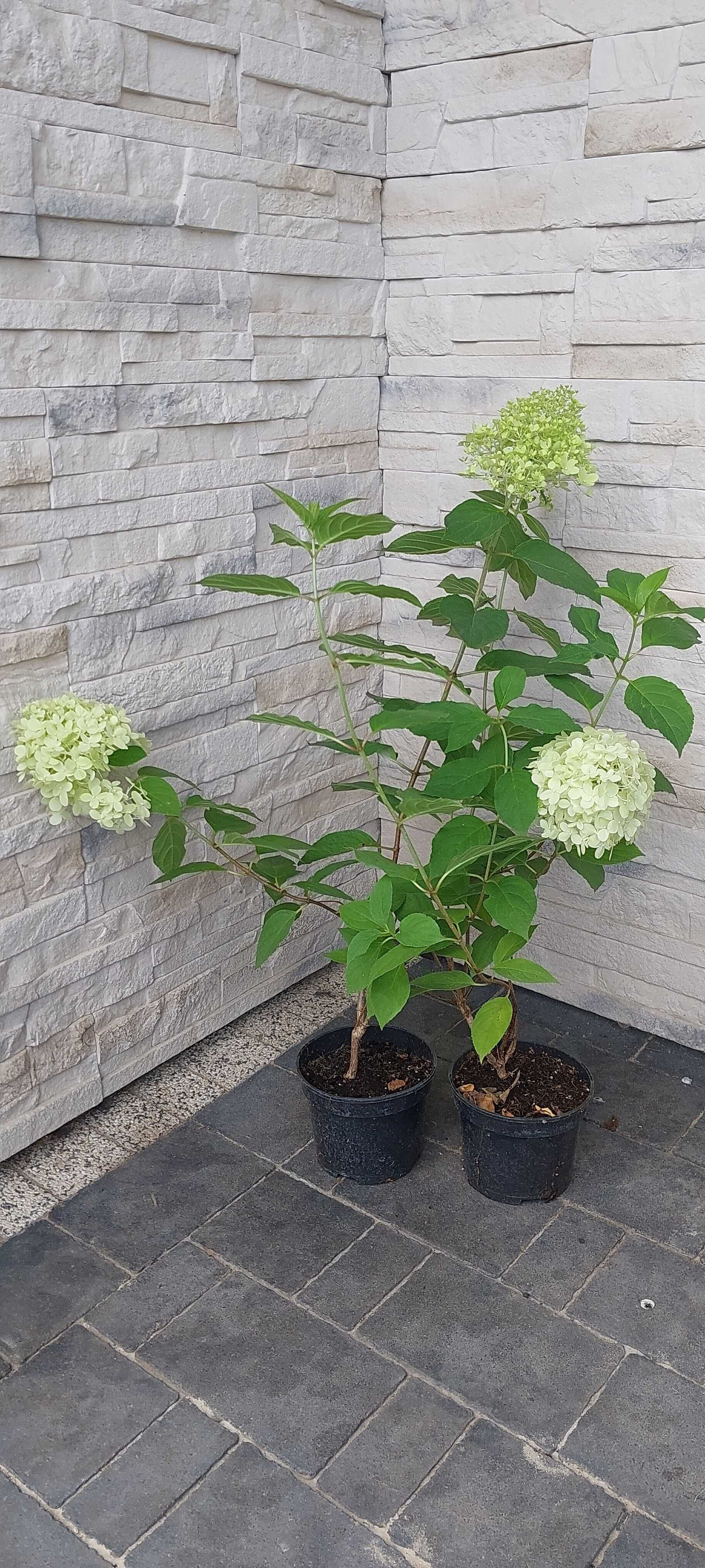 Hortensje Limenligt, Vanilla Frace, Anabelle