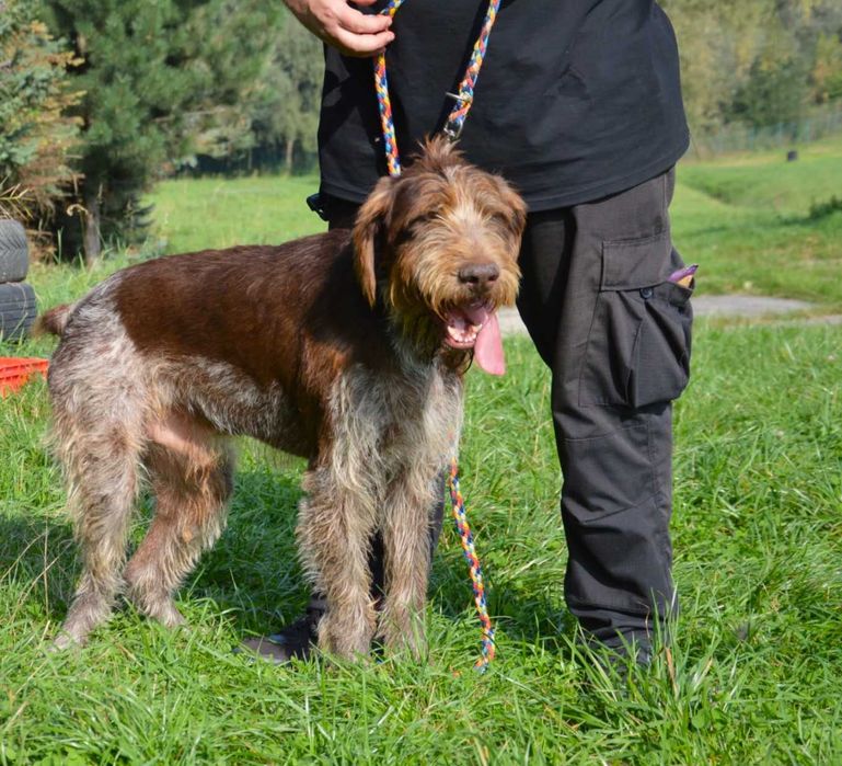 Charlie w typie wyżła szuka fajnego domu !