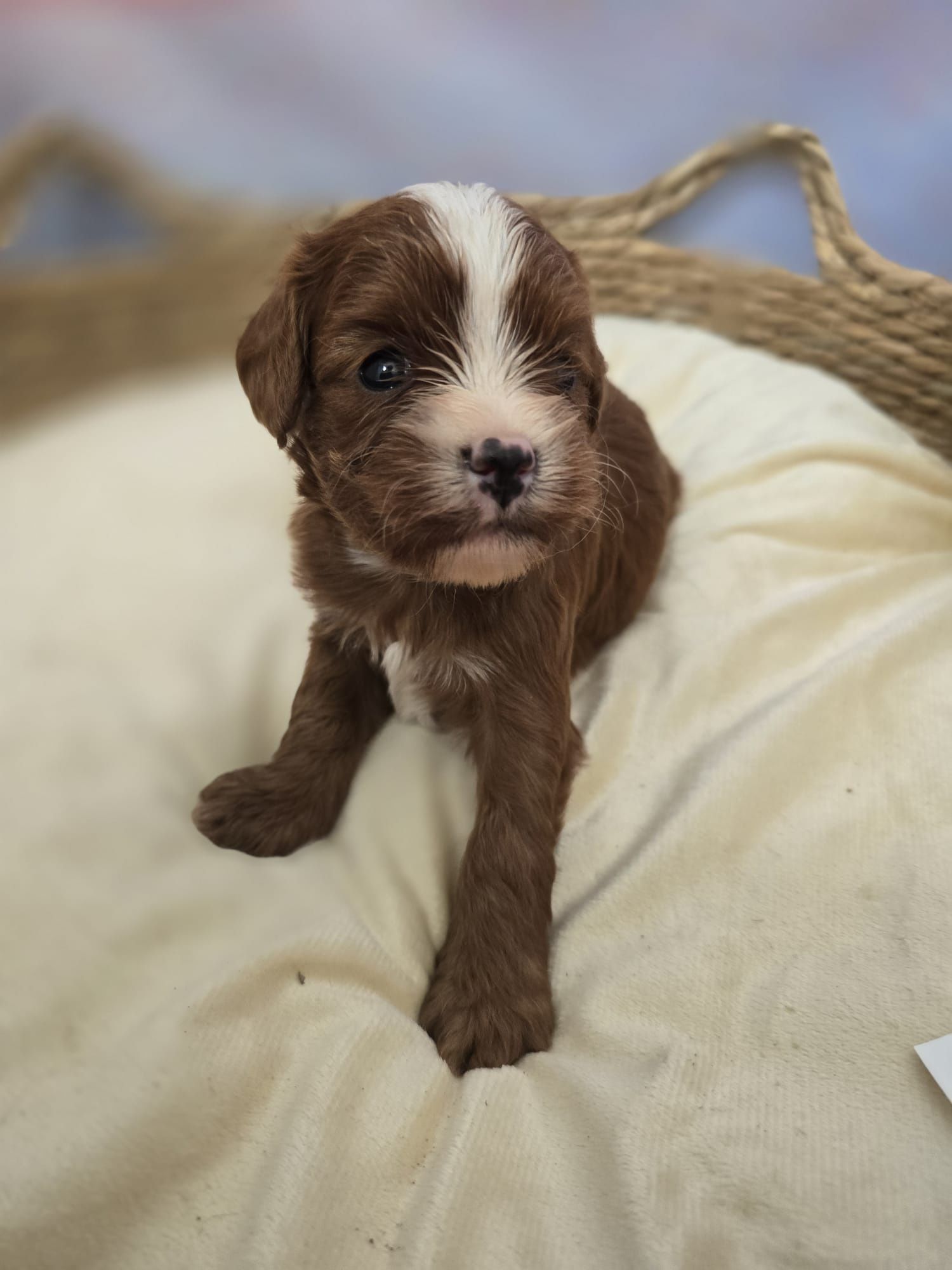 Cavapoo  śliczny chłopiec  maltipoo