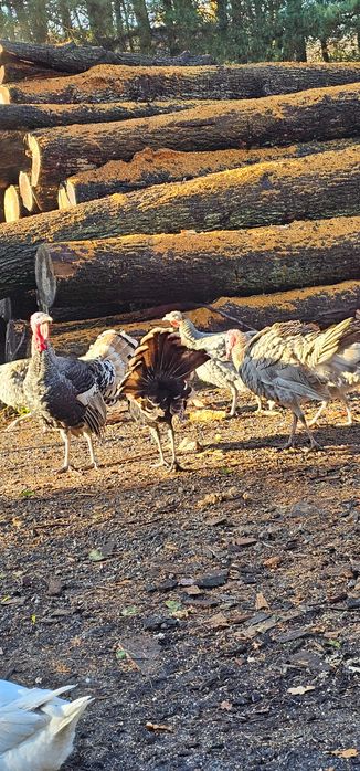 Indyki i indyczki tegoroczne.