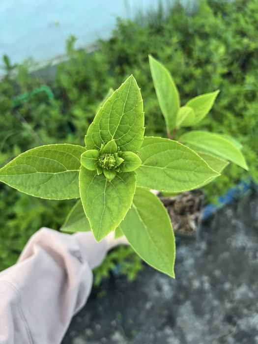 Гортензія Волотиста  2-х річна Ваніла Фрайз