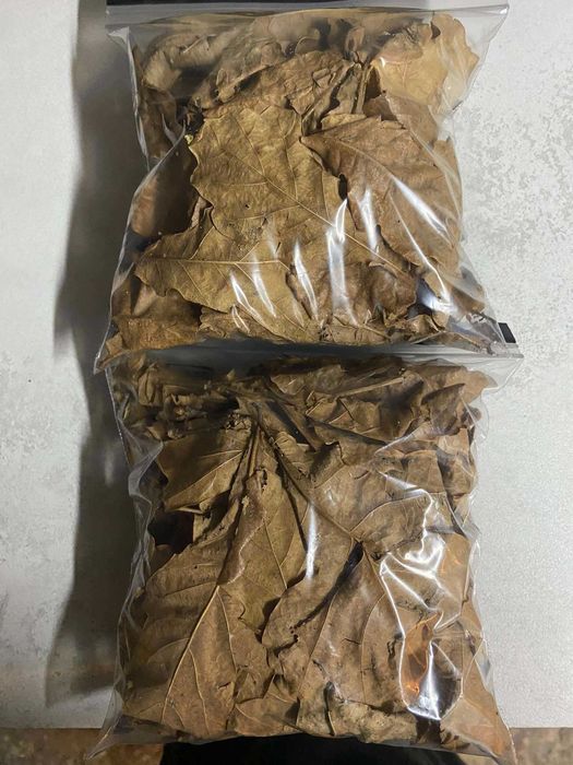 liście debu dla krewetek