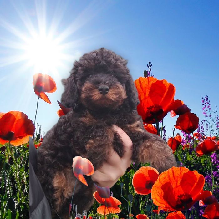 Мальтипушка мальчишка