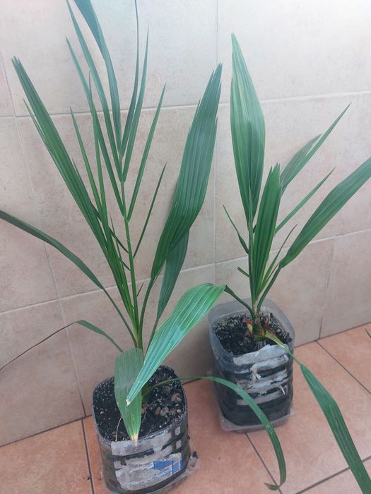 Пальма Вашингтонія та Фінікова