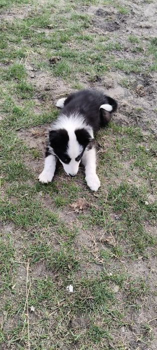 Border Collie ur.09. 06. 2025 ( Suczka  )