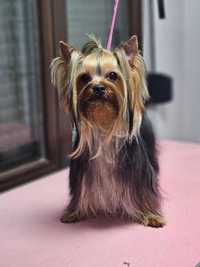 Yorkshire Terrier,  piesek york