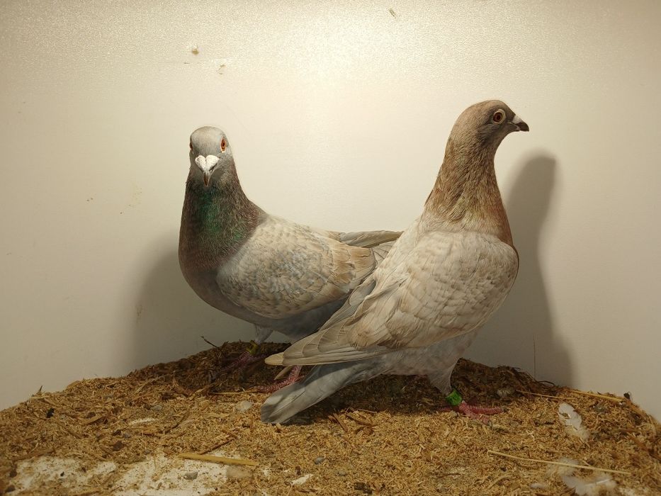 Gołębie pocztowe opal lini Adama Braszko i Pawła Kuźmy