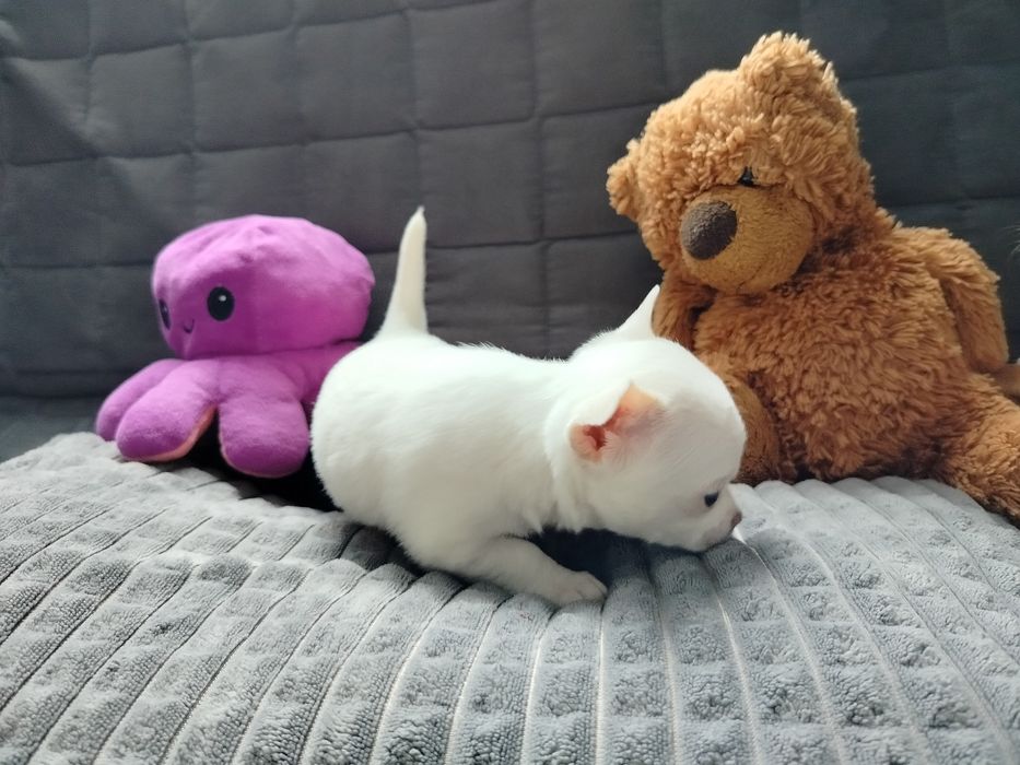 Sprzedam suczkę rasy chihuahua