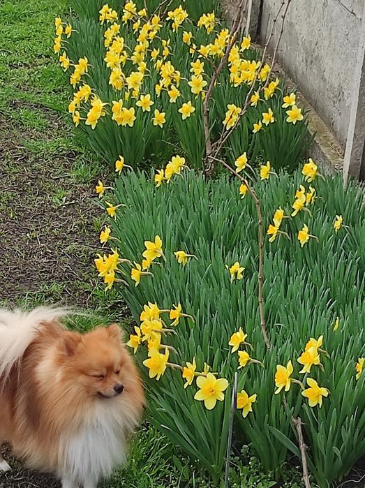 Шпиц Померанский. Вязка.