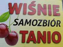 Wiśnie - Tanio! Samozbiór
