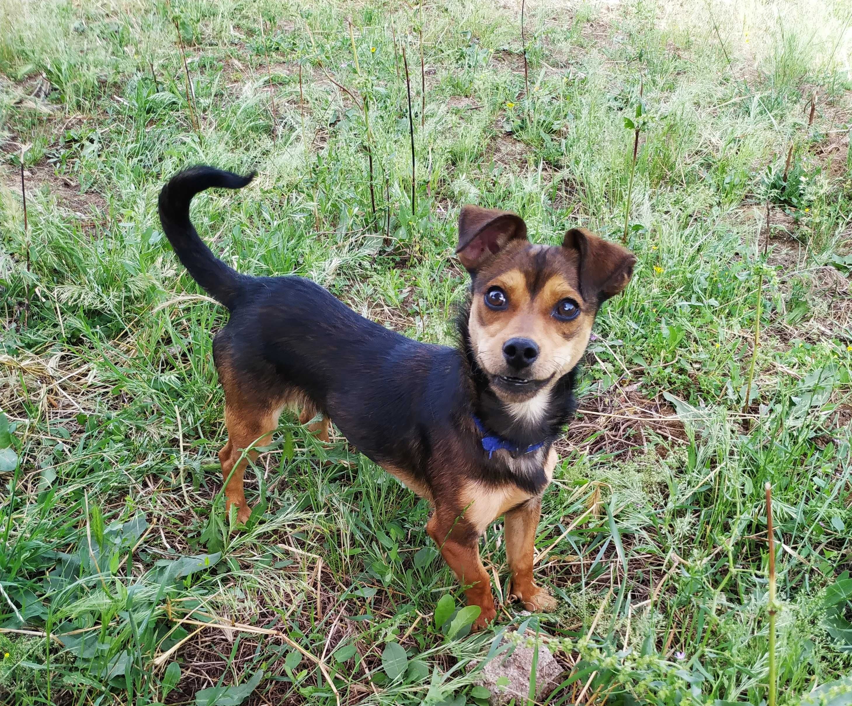 cachorrinho  muito dócil para adoção