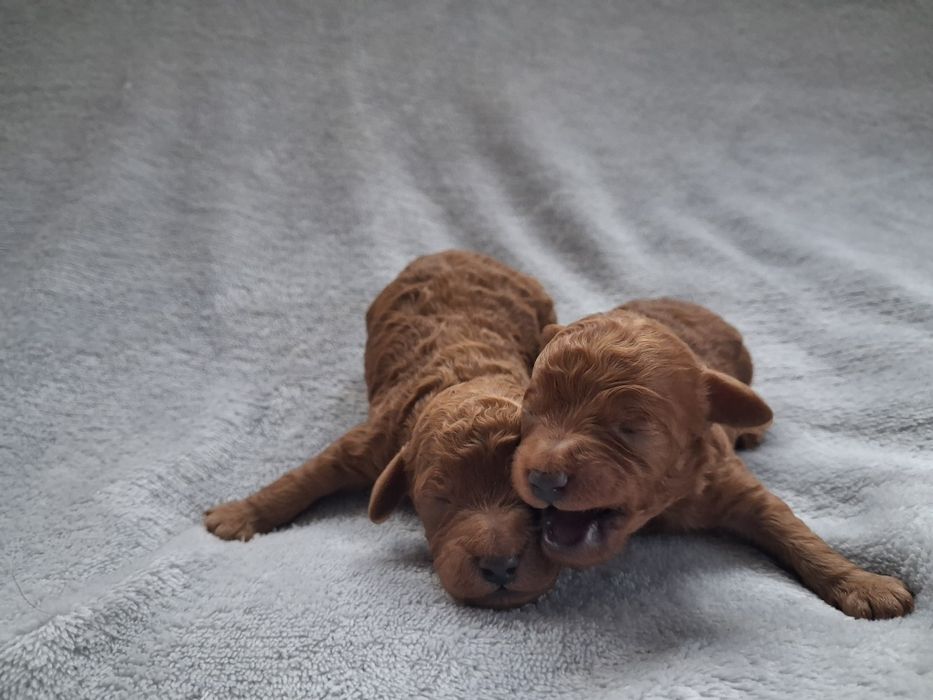 Pudel miniaturowy połowy piesek