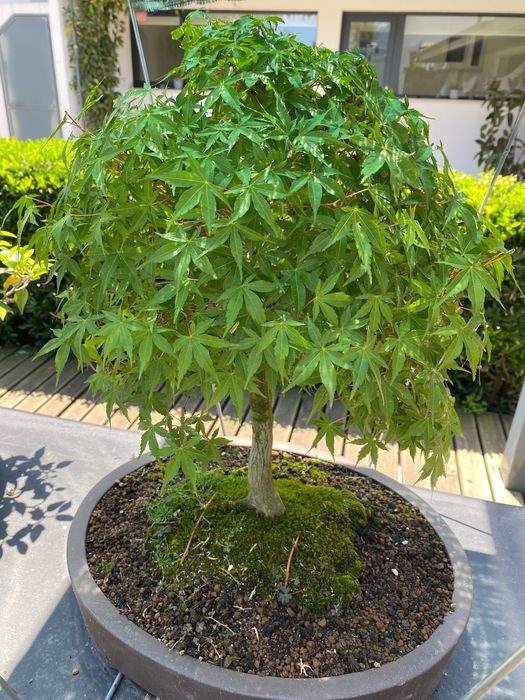 Bonsai Acer Alta qualidade