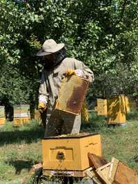 Пчелосемьи, пчелопакеты