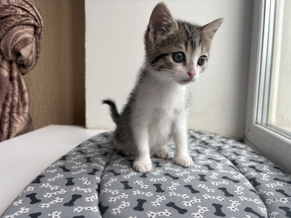 Котята с Донбасса )
