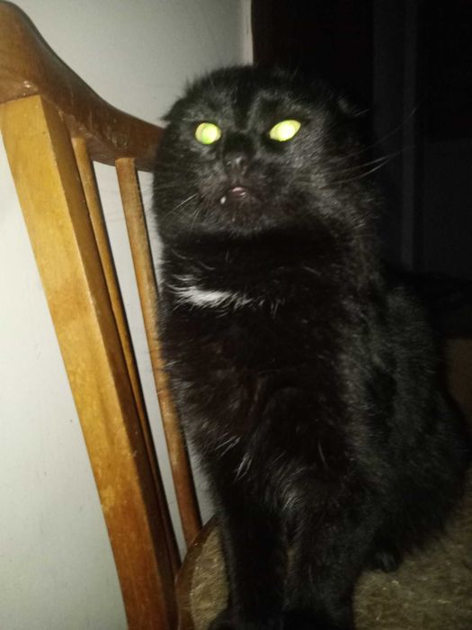 Висловухий клтик безкоштовно