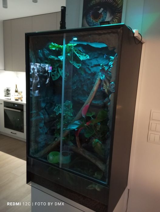 Gotowe Terrarium z zamieszkującym Gekonem Orzęsionym