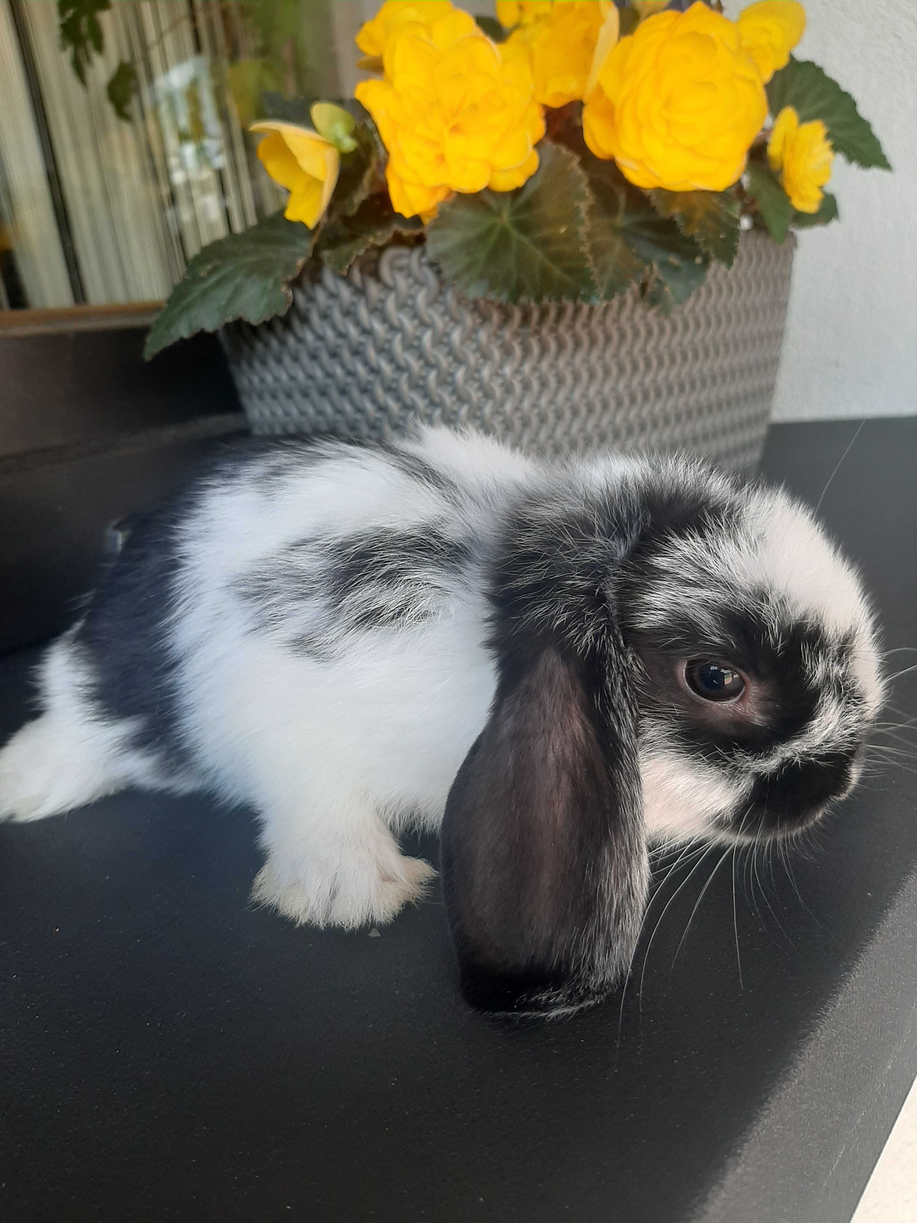 Kroliki baranek miniaturka karzełek mini lop