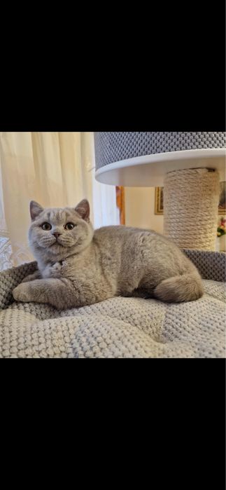 Kot brytyjski liliowy gotowy do odbioru