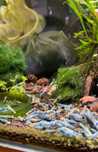 Krewetki Caridina Blue Bolt