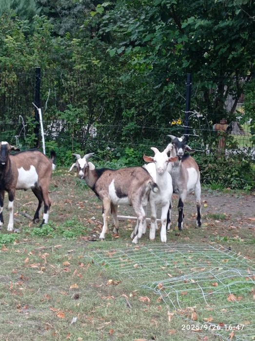 Kozioł koziołek capek anglonbijski AN  87%