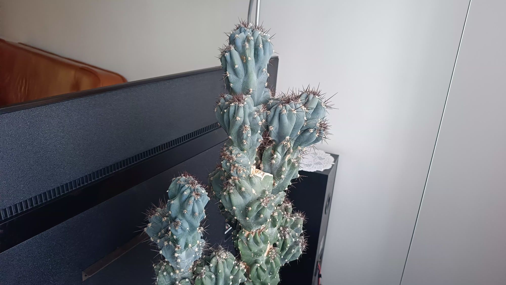 Kaktus 50lat pewne