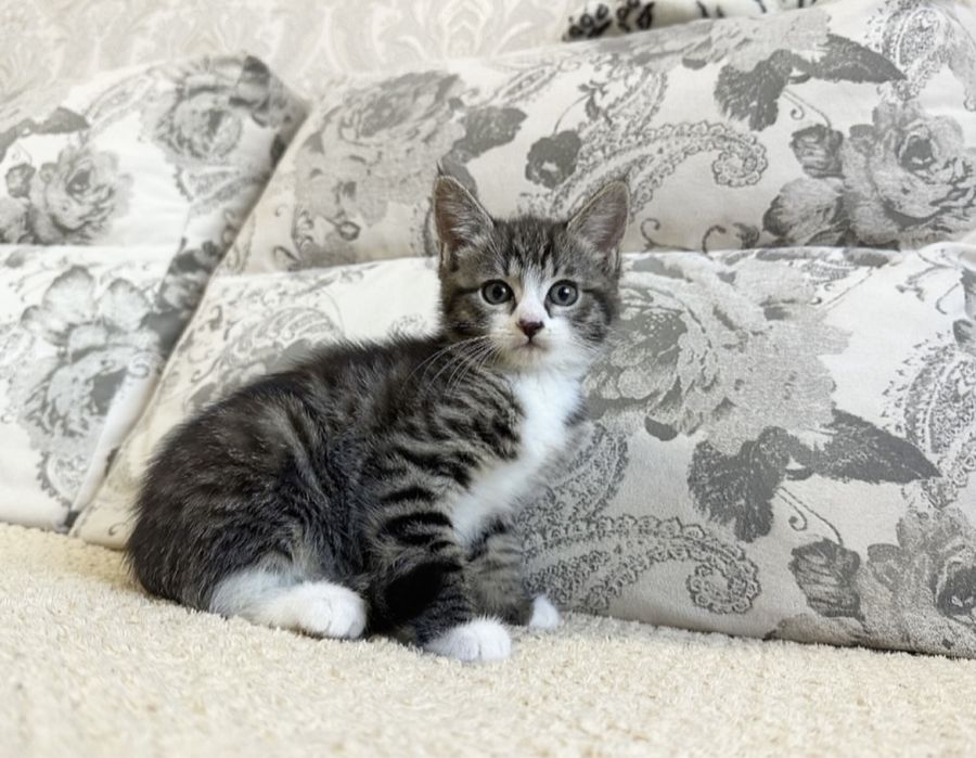 Европейские короткошерстные Девочки