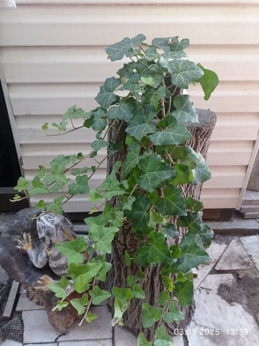 Продам вічно зелений плющ