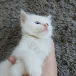 Продам котика грайливого