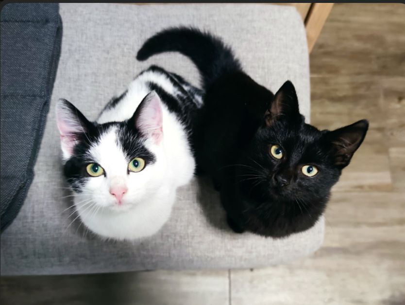 Koty z serca Kaszub polecają się do adopcji!