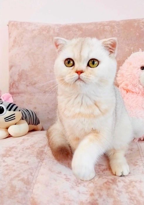 Невероятно ласковая малышка Серебристая шоколадная шиншилла