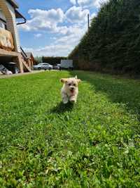 Piękne Maltipoo już gotowe na nowy dom