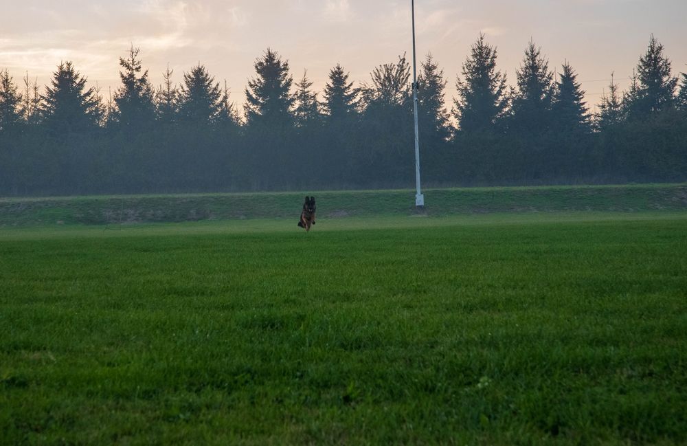 Owczarek Niemiecki FCI