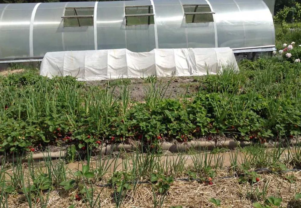 Власне озеро виноградники теплиця сад Бориспольскій р-н Вороньків