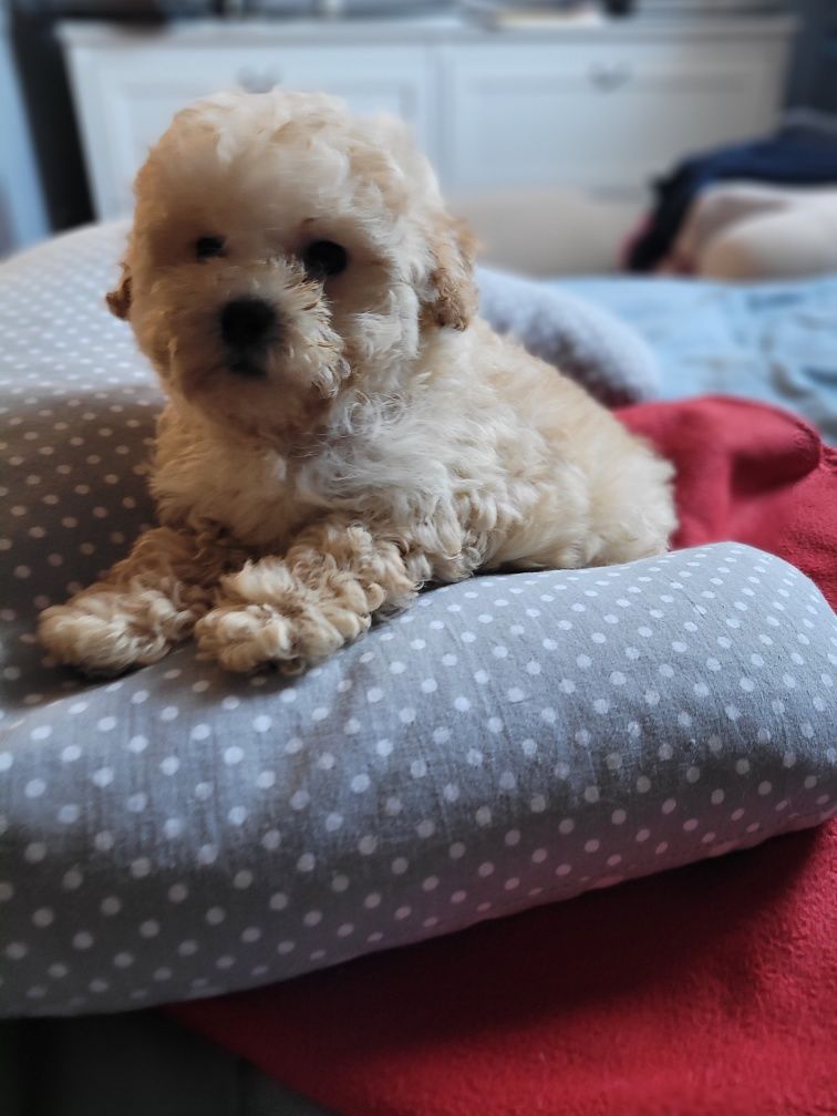 Maltipoo pudel Warszawa maltańczyk