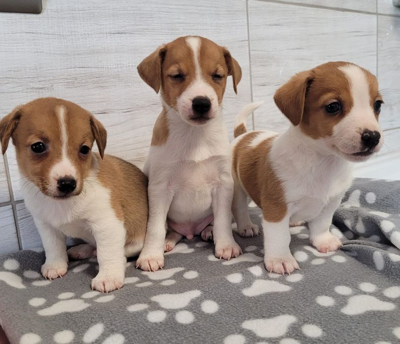 Jack Russell Terrier