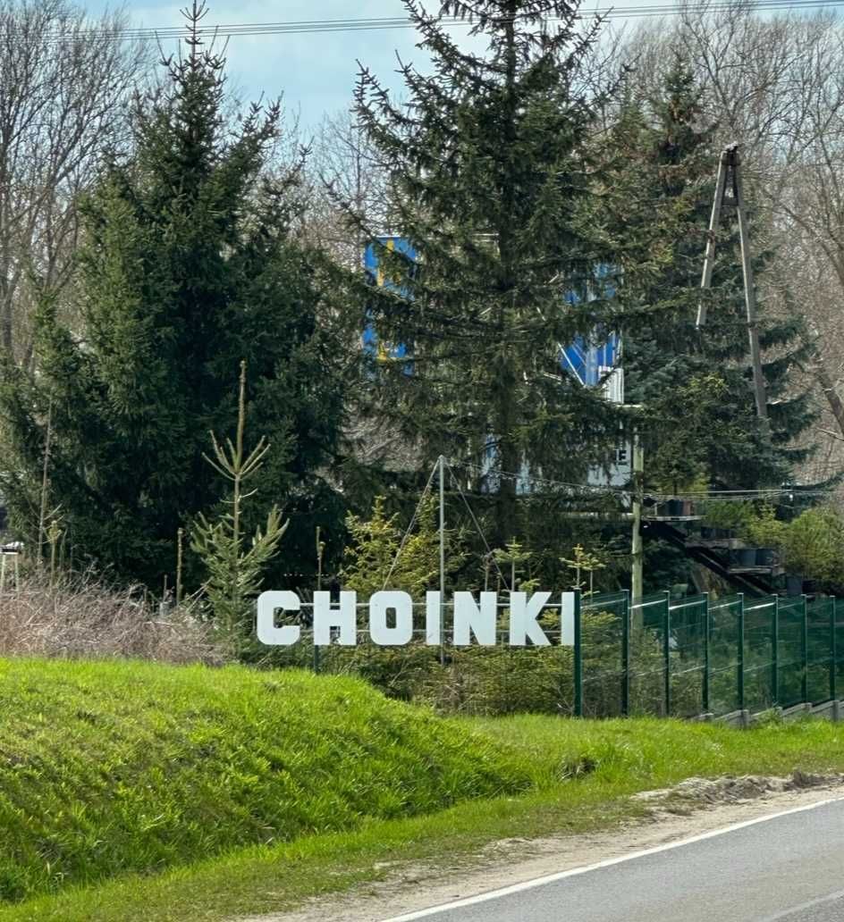Drzewka ROSNĄCE W DONICY Świerk Sosna Jodła do sadzenia każda wysokość