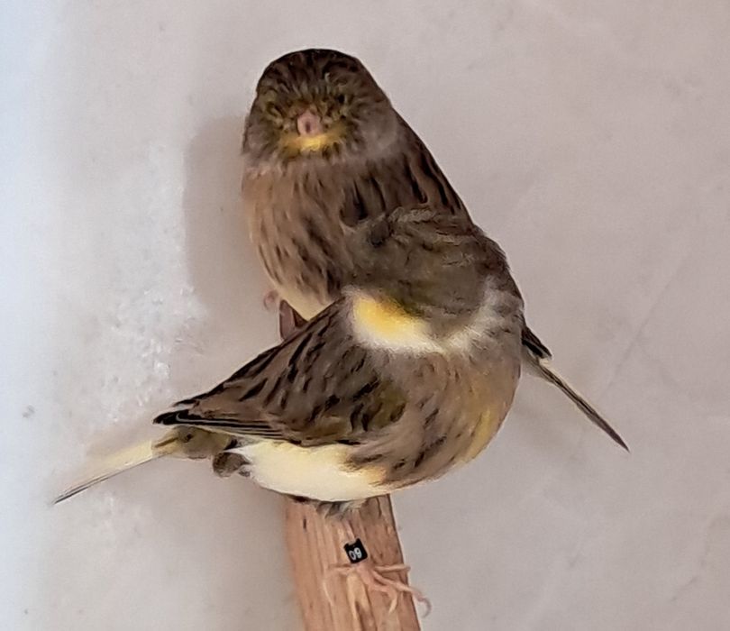 Canários disponiveis