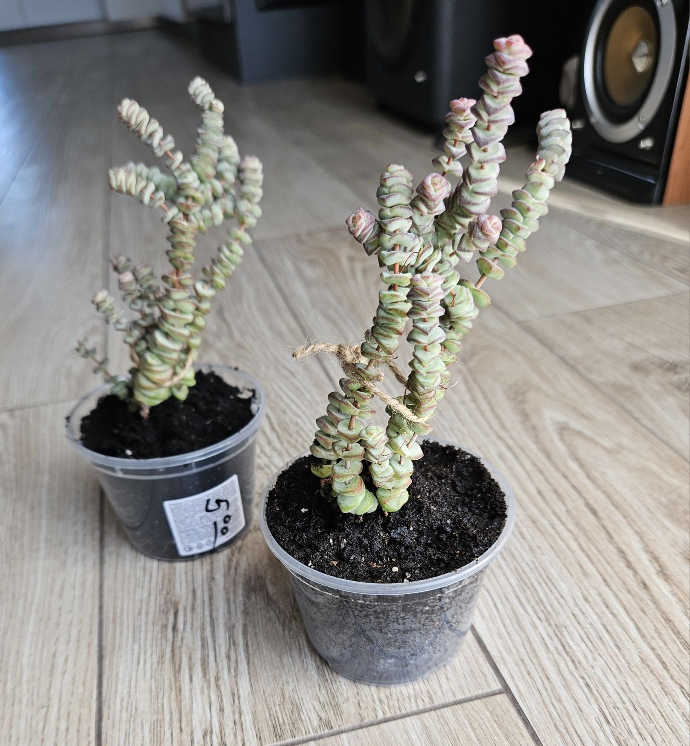 Крассула Марньє Crassula marnieriana Суккулент товстянка