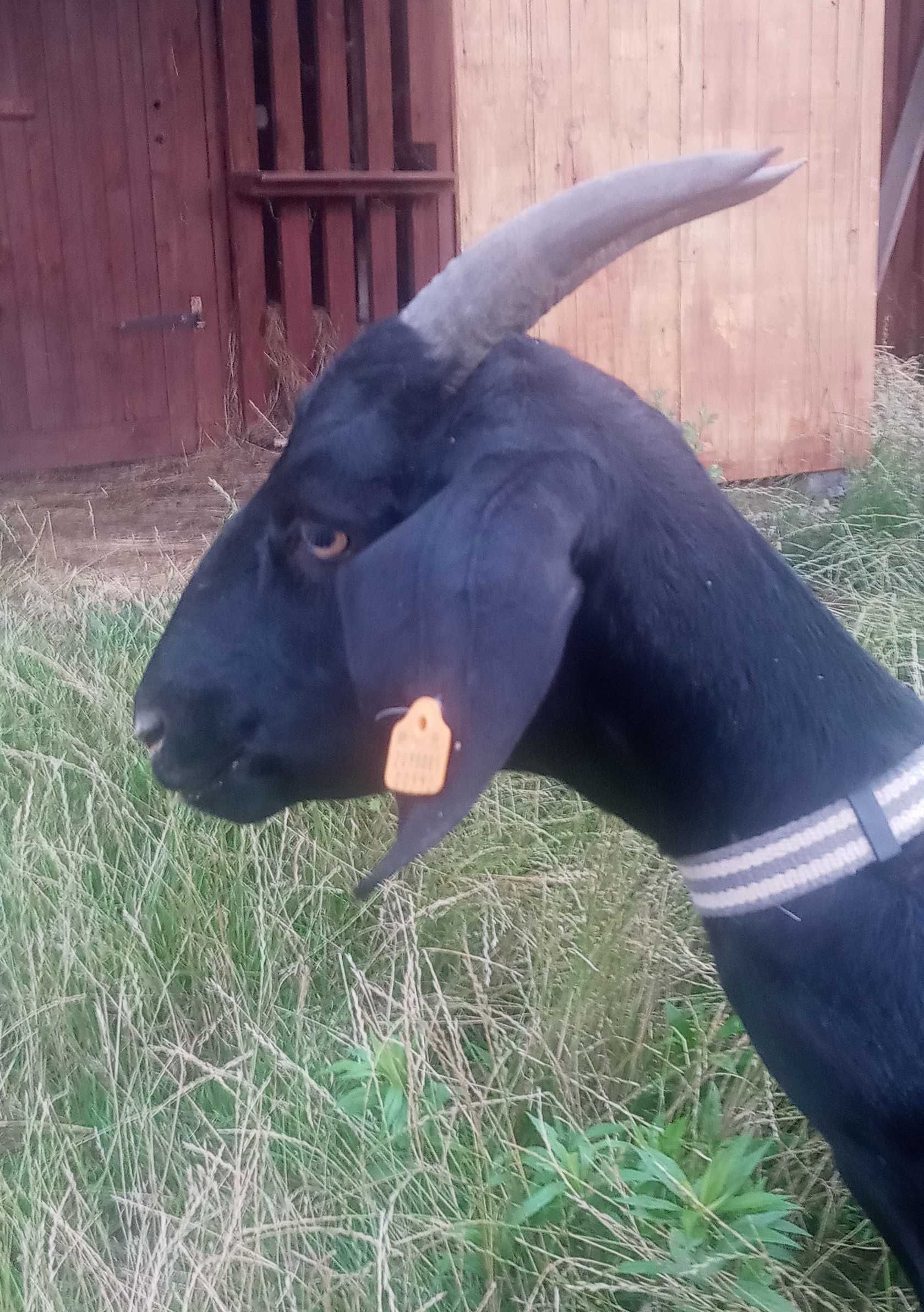 Koza pierwiastka z kózką