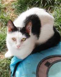 Guarana - biało-czarna koteczka do adopcji.