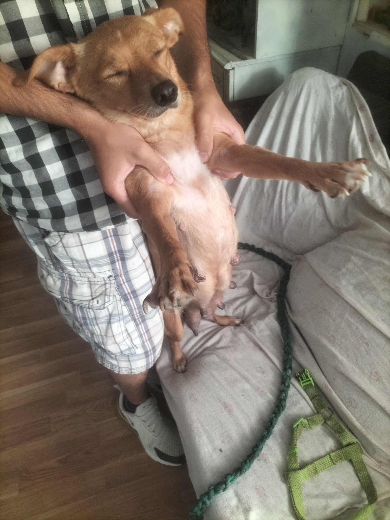 Cães bebés para adoção