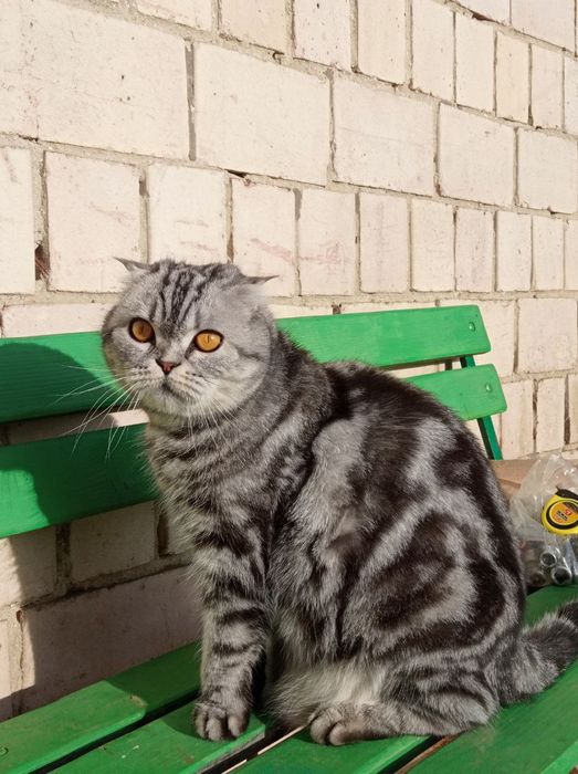 Чистокровний шотландський котик