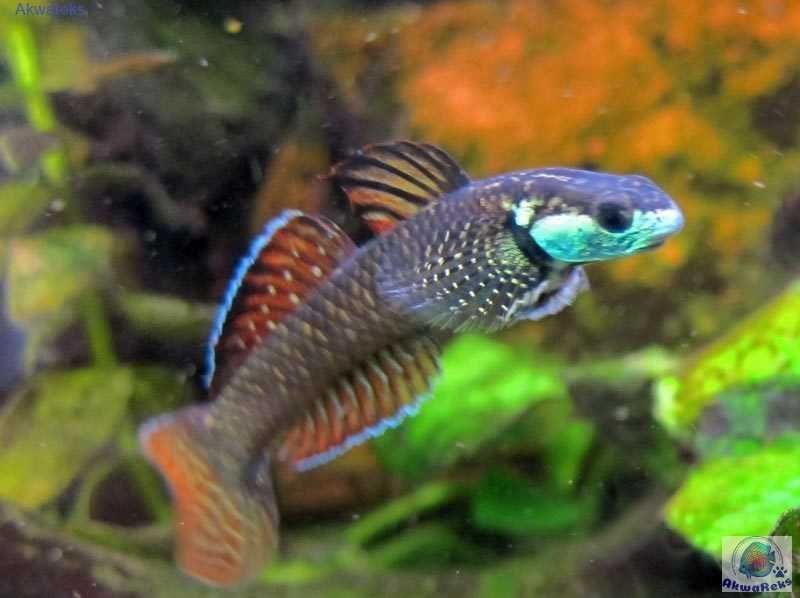 Babka Tęczowa - Stiphodon ornatus