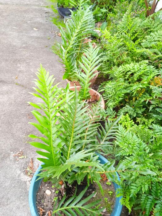 Vendo vasos com plantas bonitas para fazer arranjos