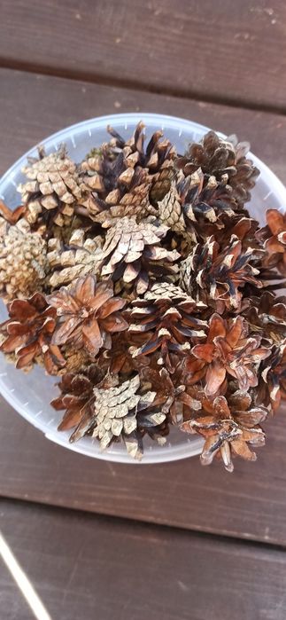 Naturalne sosnowe szyszki